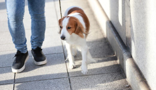 しつけの常識が変わる！イヌバーシティで愛犬との絆を深める「本当」の方法